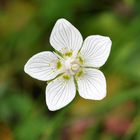 Sumpf-Herzblatt (Parnassia palustris)