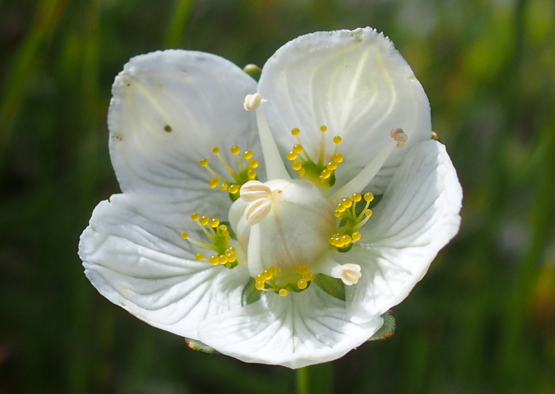 Sumpf-Herzblatt 'Parnassia palustris'