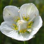 Sumpf-Herzblatt 'Parnassia palustris'