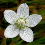 *Sumpf-Herzblatt ... Parnassia palustris*