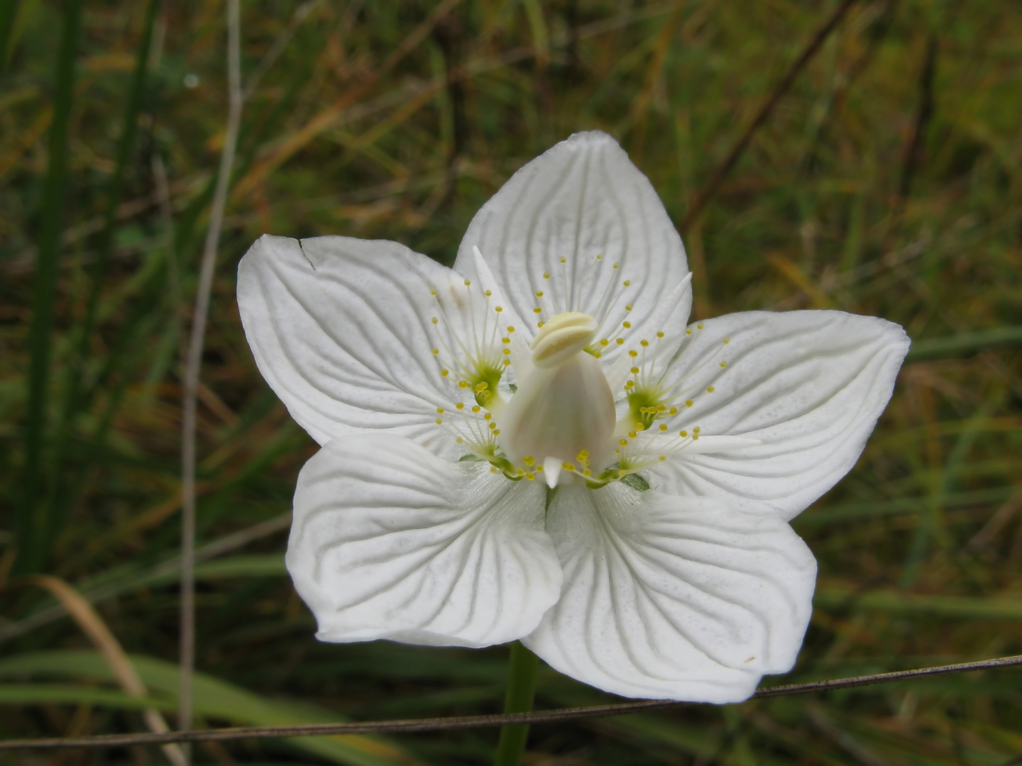 Sumpf-Herzblatt (Parnassia palustris)