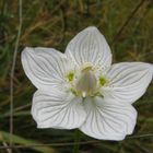 Sumpf-Herzblatt (Parnassia palustris)