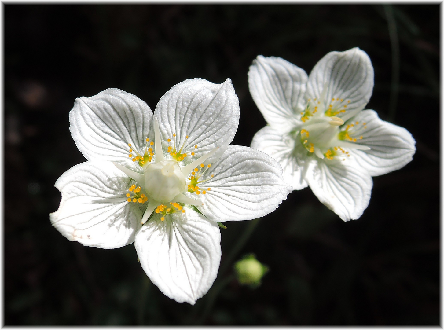 Sumpf-Herzblatt (Parnassia palustris)