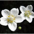 Sumpf-Herzblatt (Parnassia palustris)