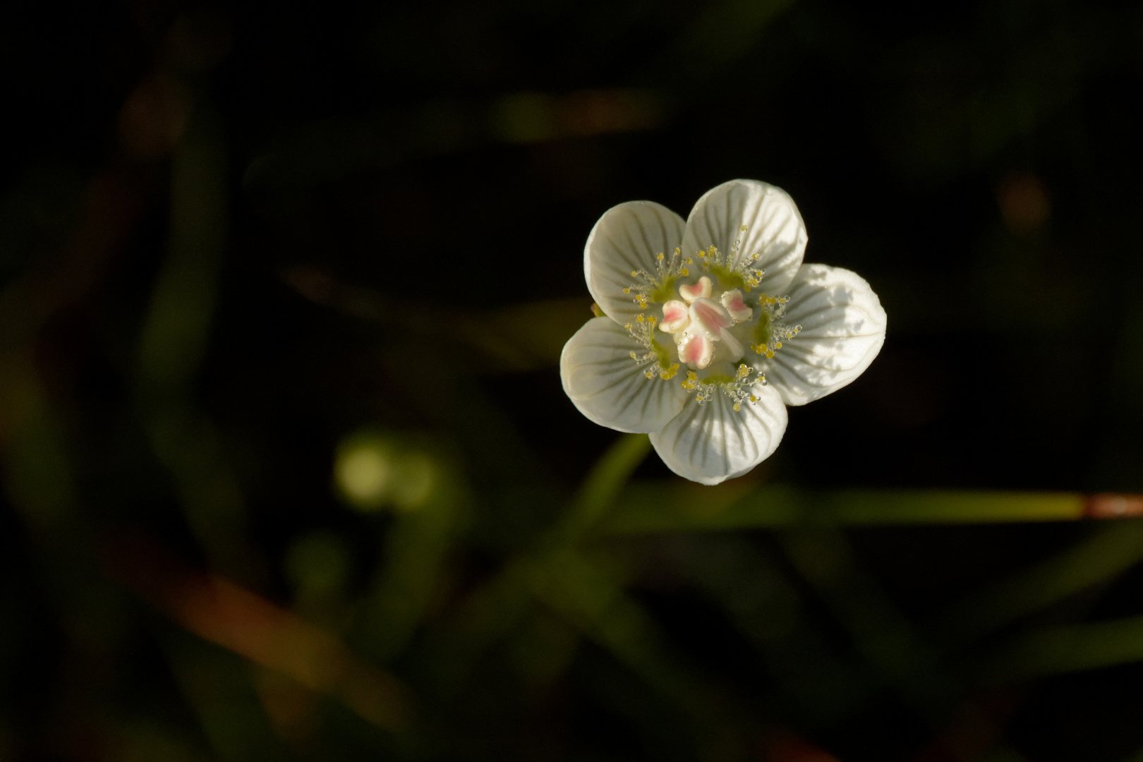 Sumpf-Herzblatt (Parnassia palustris)