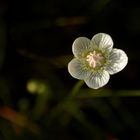 Sumpf-Herzblatt (Parnassia palustris)