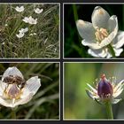 Sumpf-Herzblatt (Parnassia palustris)