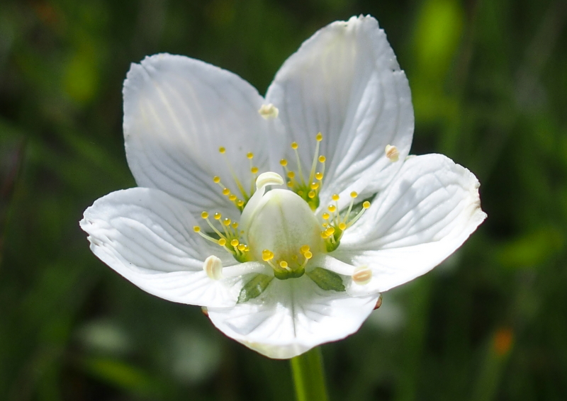 Sumpf-Herzblatt 'Parnassia palustris'