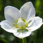 Sumpf-Herzblatt 'Parnassia palustris'