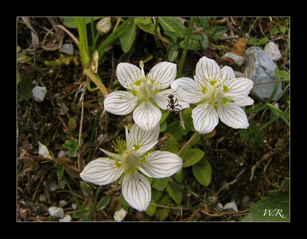 Sumpf-Herzblatt... (Parnassia palustris)