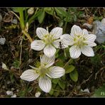 Sumpf-Herzblatt... (Parnassia palustris)