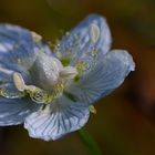 Sumpf-Herzblatt (Parnassia palustris)