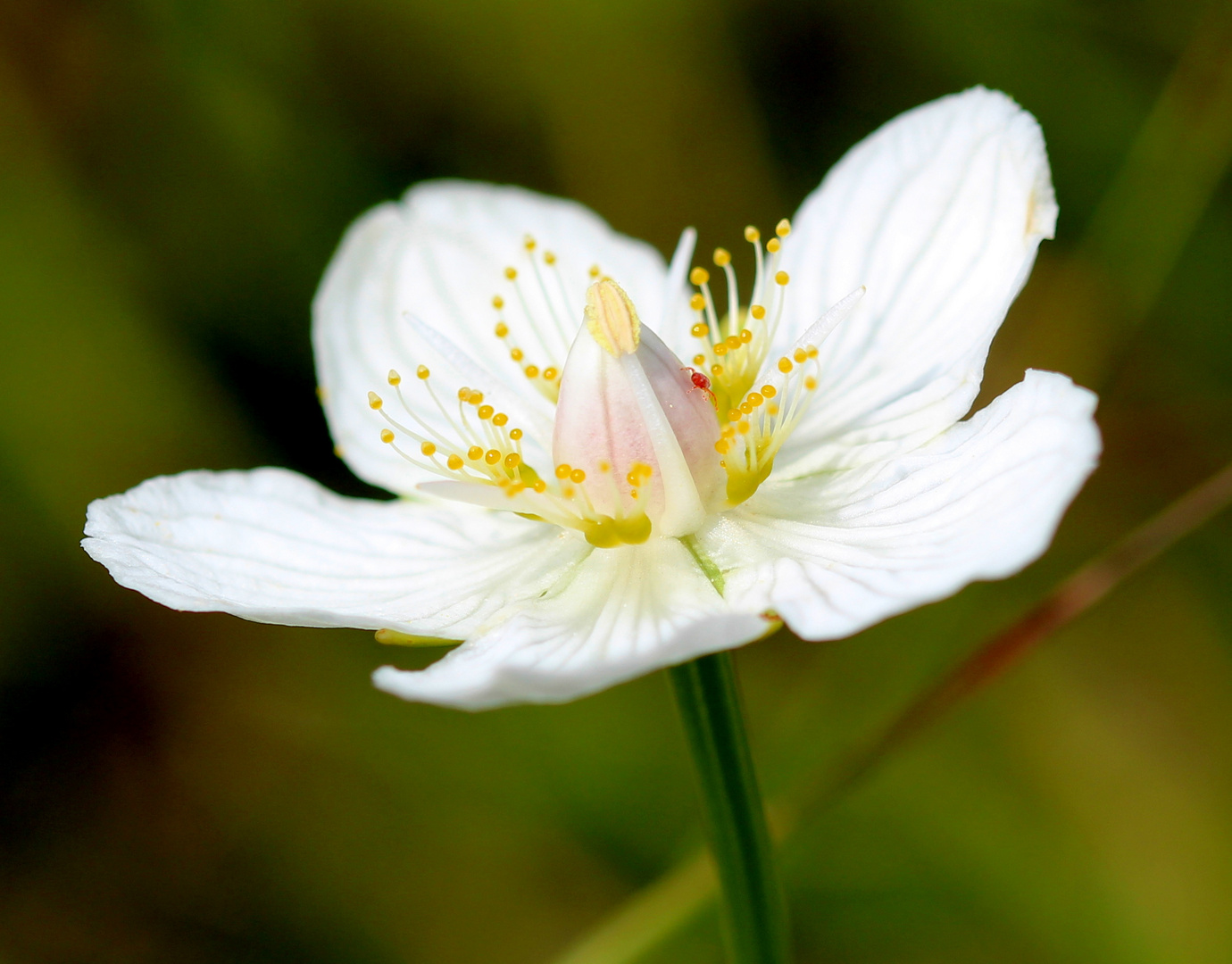 Sumpf-Herzblatt (Parnassia palustris)...