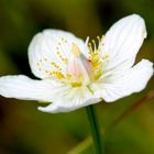 Sumpf-Herzblatt (Parnassia palustris)...