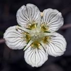 Sumpf-Herzblatt, Studentenröschen (Parnassia palustris) - Parnassie des marais.