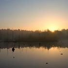 Sumpf im Sonnenaufgang