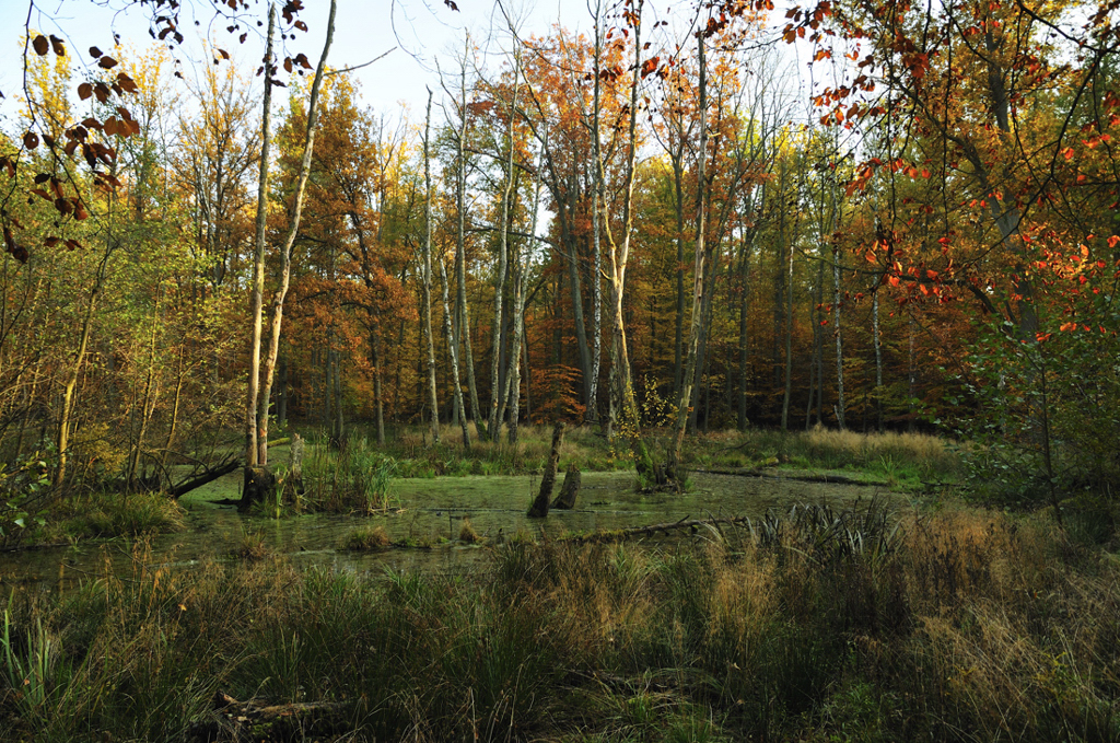 Sumpf im Wald