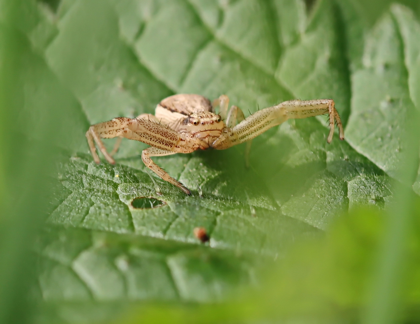 Sumpf-Krabbenspinne-Weibchen