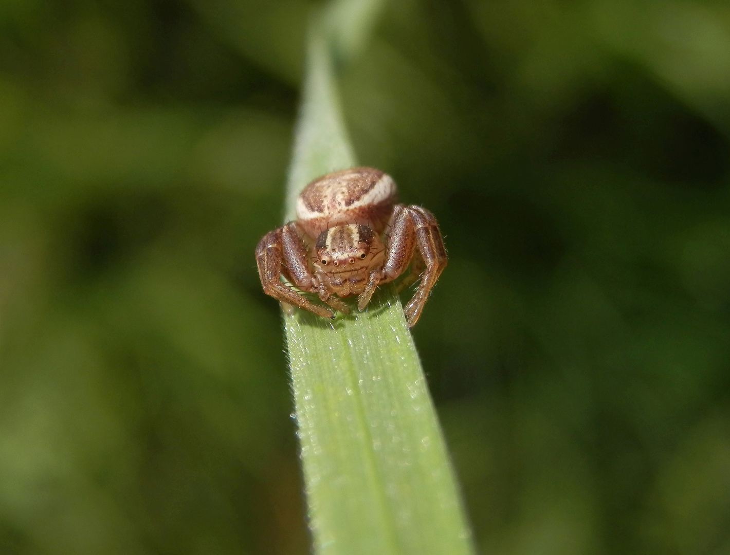 Sumpf-Krabbenspinne (Xysticus ulmi) auf Weichgras