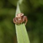 Sumpf-Krabbenspinne (Xysticus ulmi) auf Weichgras