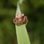 Sumpf-Krabbenspinne (Xysticus ulmi) auf Weichgras