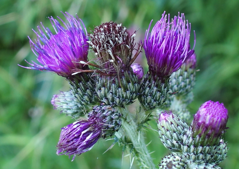 Sumpf-Kratzdistel 'Cirsium palustre'