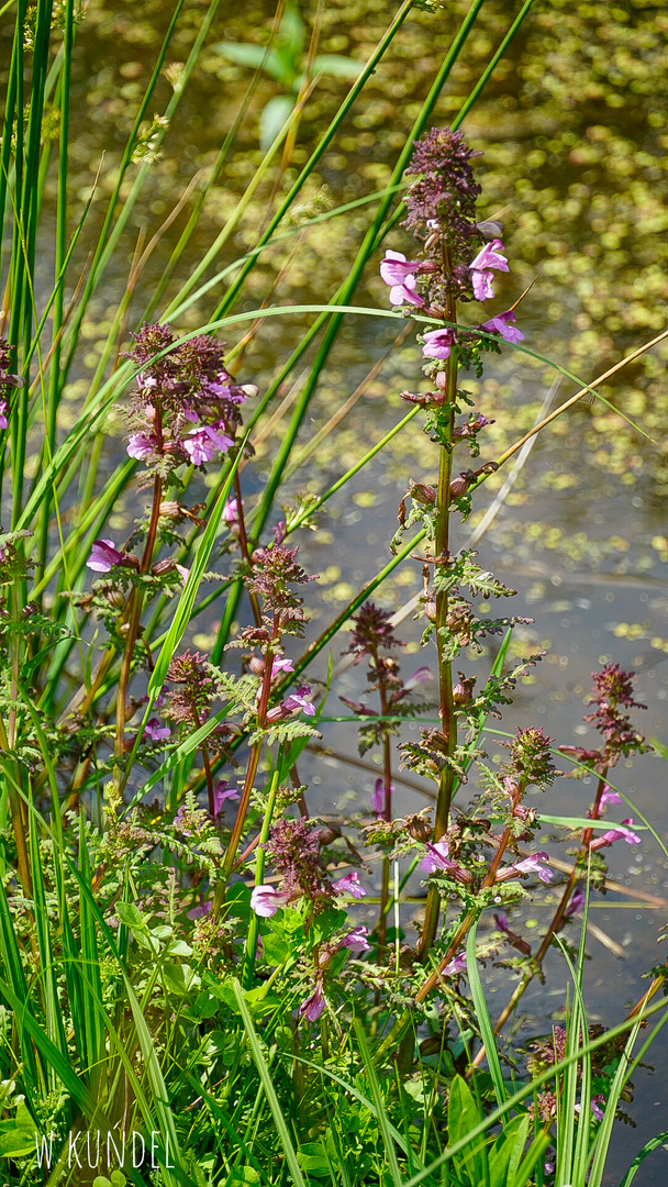 Sumpf-Läusekraut (Pedicularis palustris)