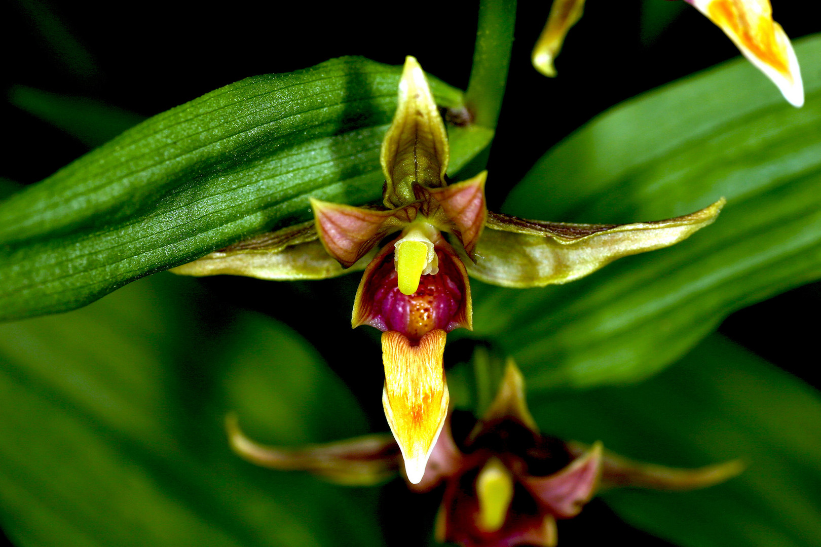 Sumpf- oder Stendelwurz (Epipactis sp.)