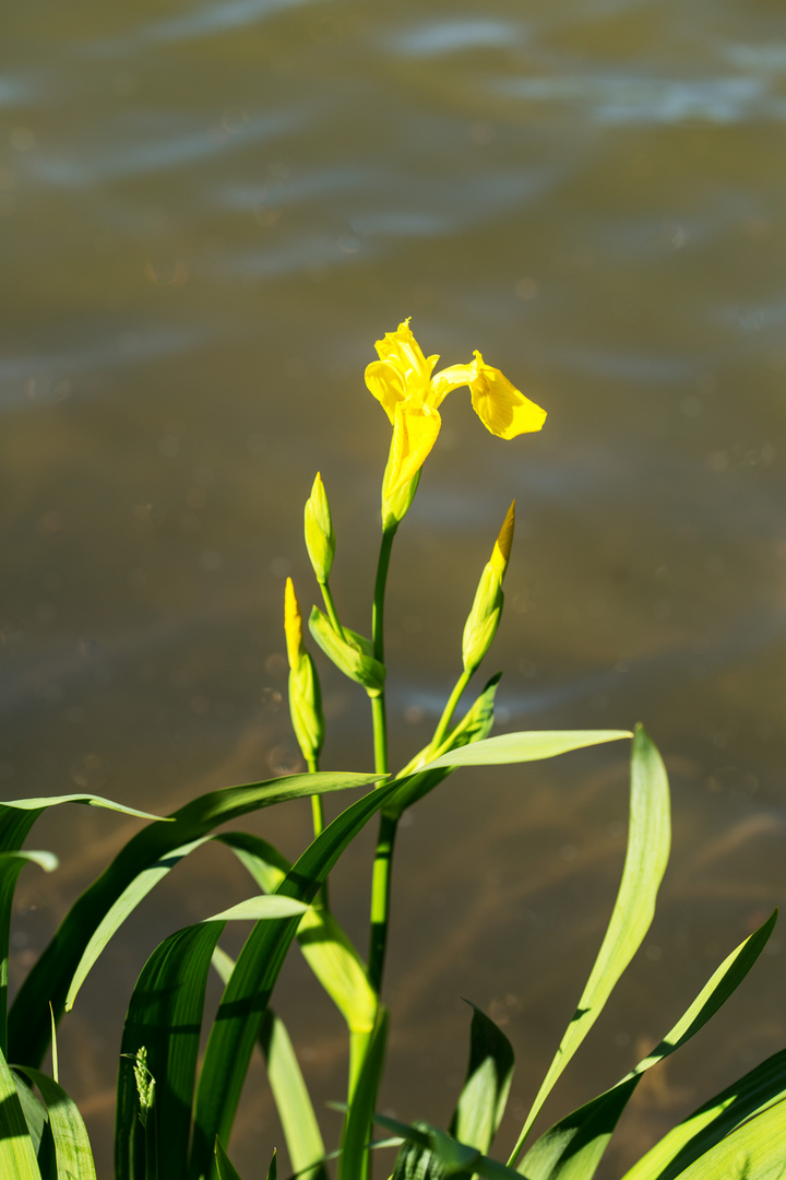 Sumpf- oder Wasser-Schwertlilie (Iris pseudacorus L.)