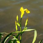Sumpf- oder Wasser-Schwertlilie (Iris pseudacorus L.)