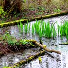 Sumpf- oder Wasserschwertlilien
