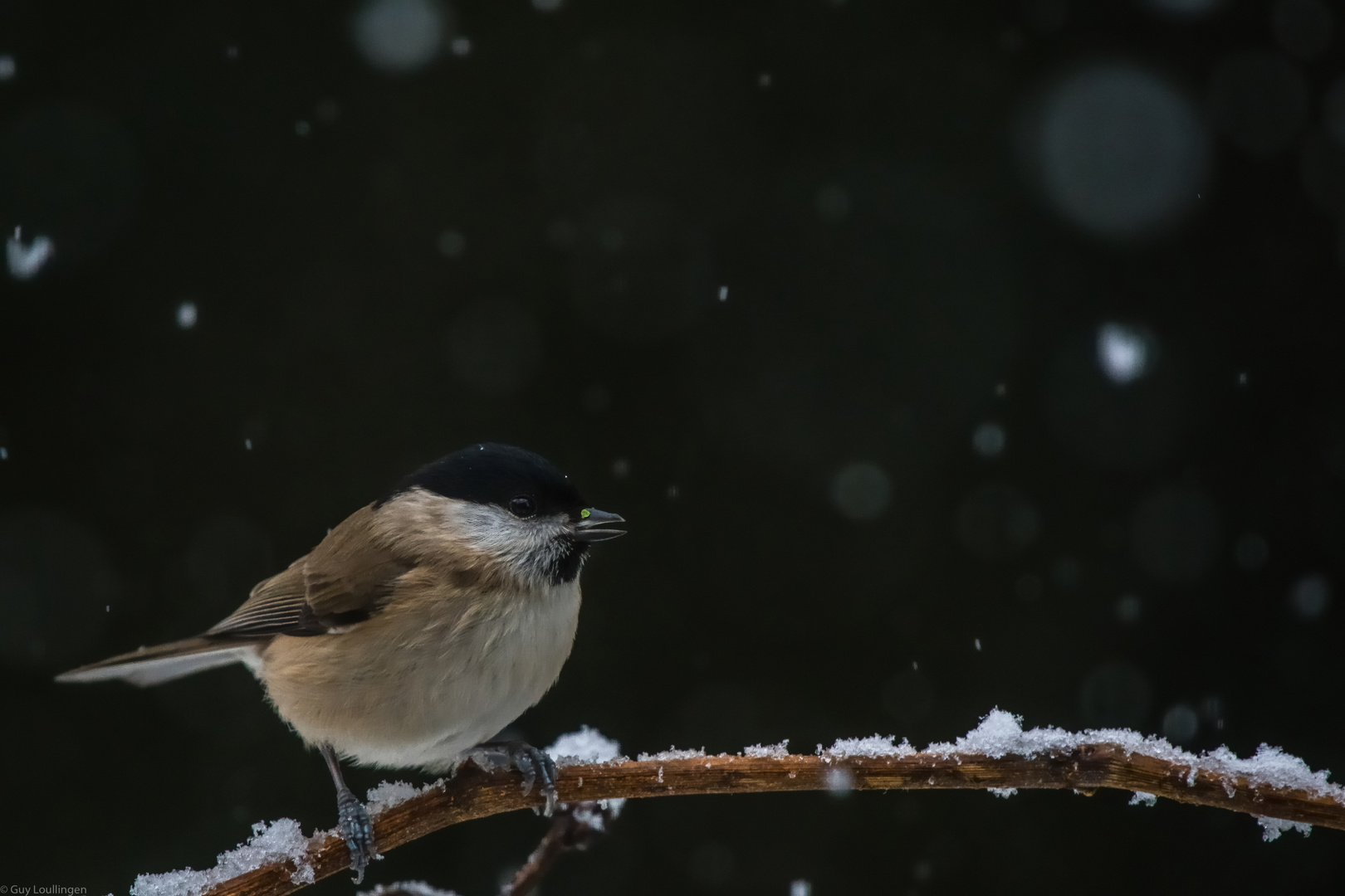 Sumpf- oder Weidenmeise im Schnee