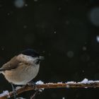 Sumpf- oder Weidenmeise im Schnee