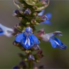 Sumpf - Salbei (Salvia uliginosa).....