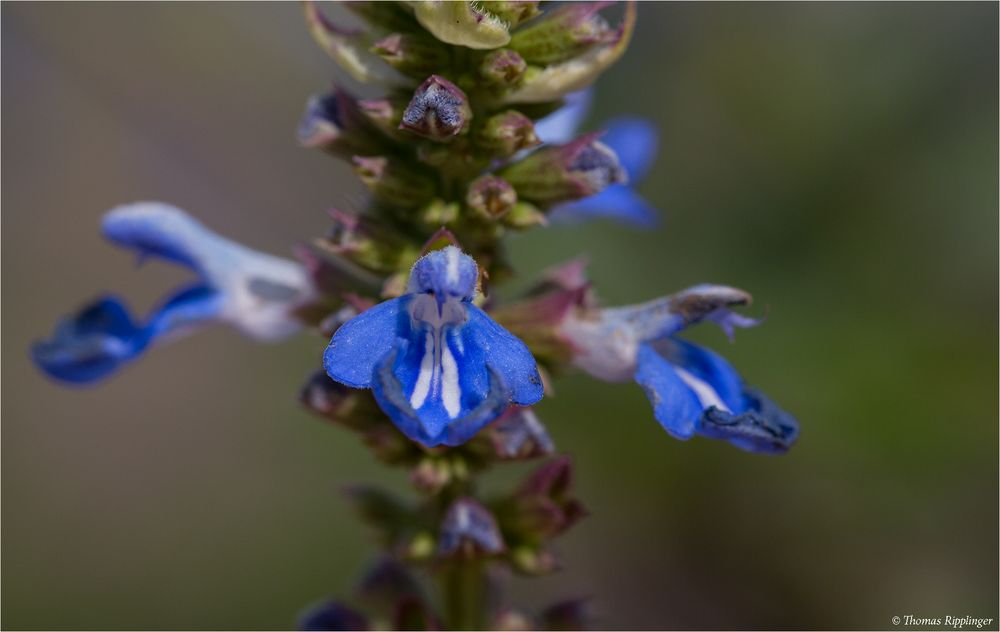Sumpf Salbei (Salvia uliginosa)..... Foto & Bild pflanzen, pilze