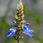 Sumpf - Salbei (Salvia uliginosa).......