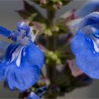 Sumpf - Salbei (Salvia uliginosa)........