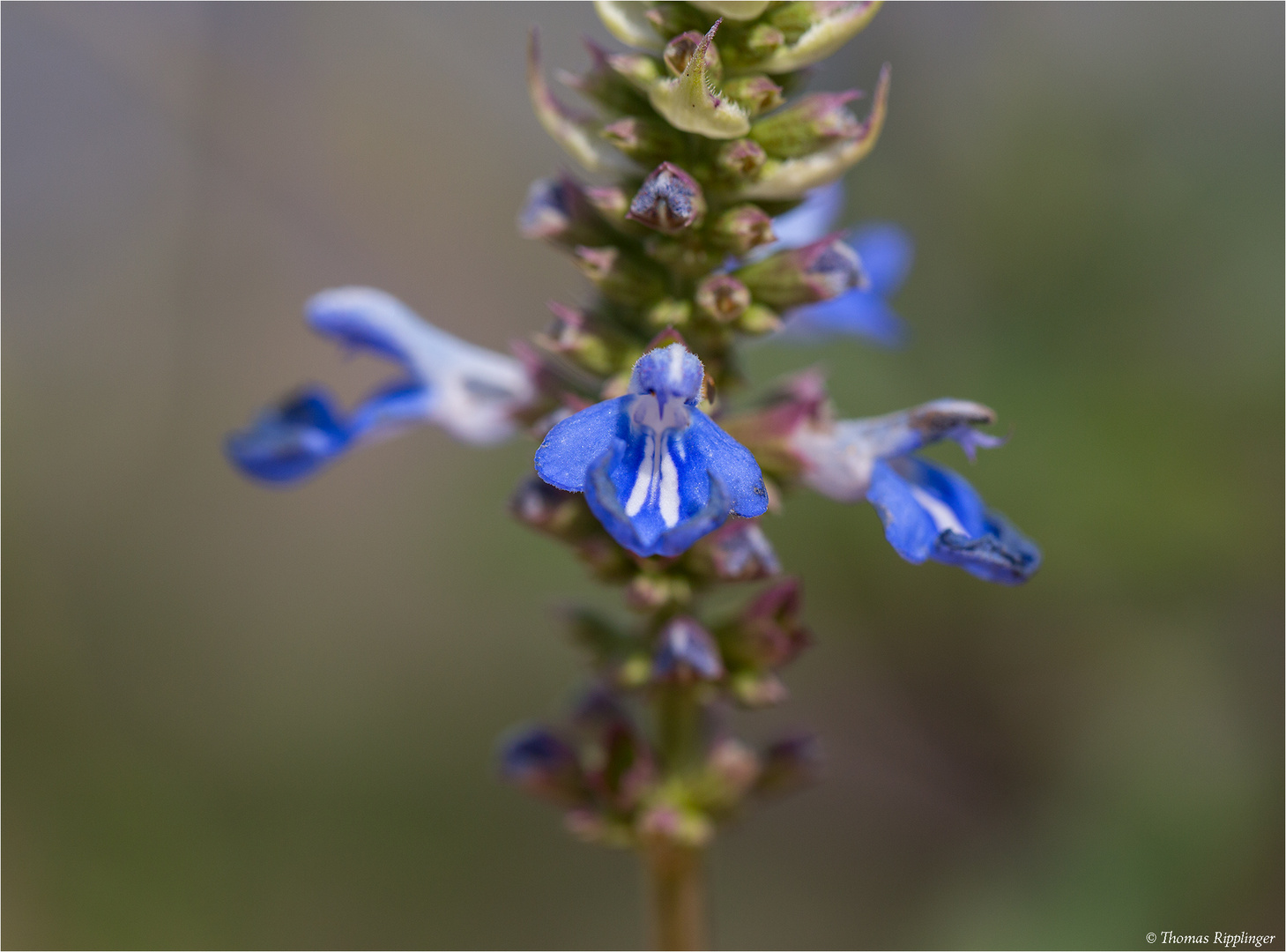 Sumpf - Salbei (Salvia uliginosa)....