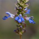 Sumpf - Salbei (Salvia uliginosa)....