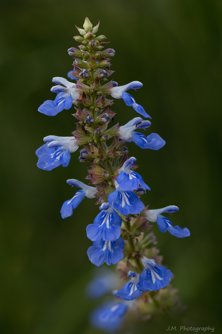 Sumpf - Salbei (Salvia uliginosa)