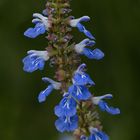 Sumpf - Salbei (Salvia uliginosa)