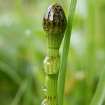 Sumpf-Schachtelhalm (Equisetum palustre)