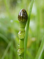 Sumpf-Schachtelhalm (Equisetum palustre)