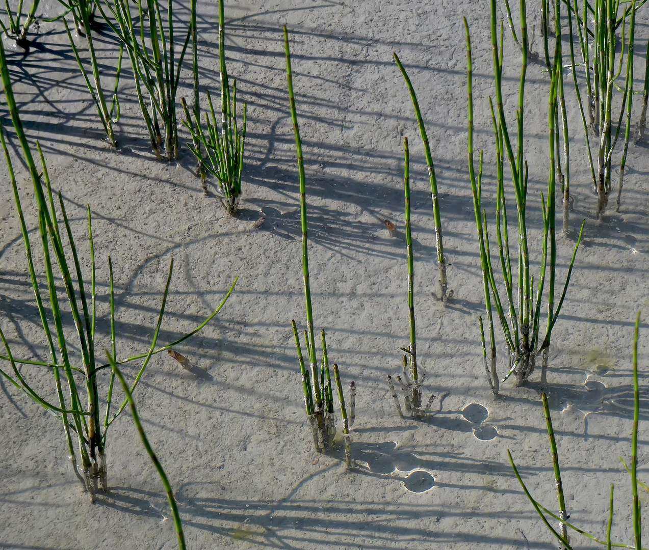 Sumpf-Schachtelhalm (Equisetum palustre) - Prêle des marais. 