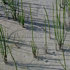 Sumpf-Schachtelhalm (Equisetum palustre) - Prêle des marais. 