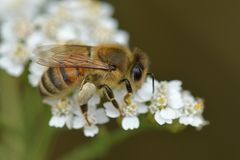 Sumpf – Schafgarben – Biene?