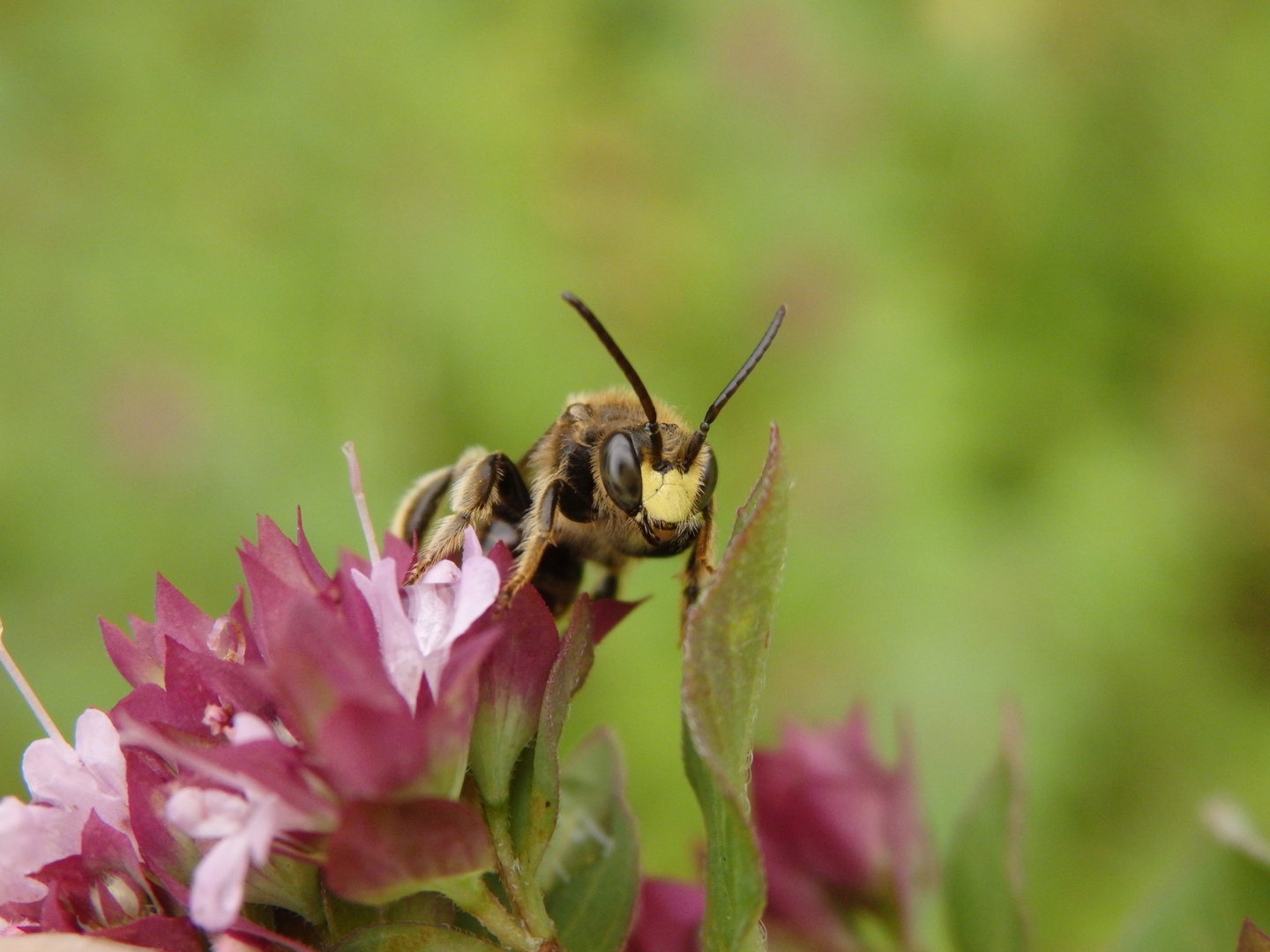 SumpfSchenkelbiene (Macropis europaea) im heimischen Garten Foto