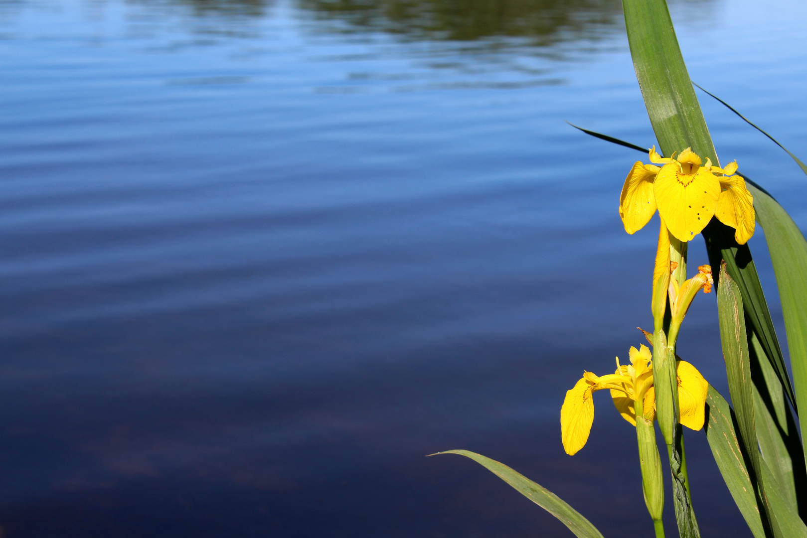 SumpfSchwertlilie Foto & Bild outdoor, wasser, bäume Bilder auf