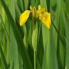 Sumpf – Schwertlilie, gelbköpfige Schönheit am Ufer 01