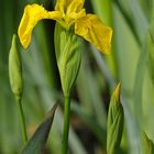 Sumpf – Schwertlilie, gelbköpfige Schönheit am Ufer 02
